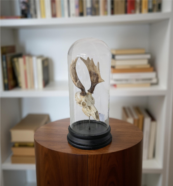 Skull Cloche Display