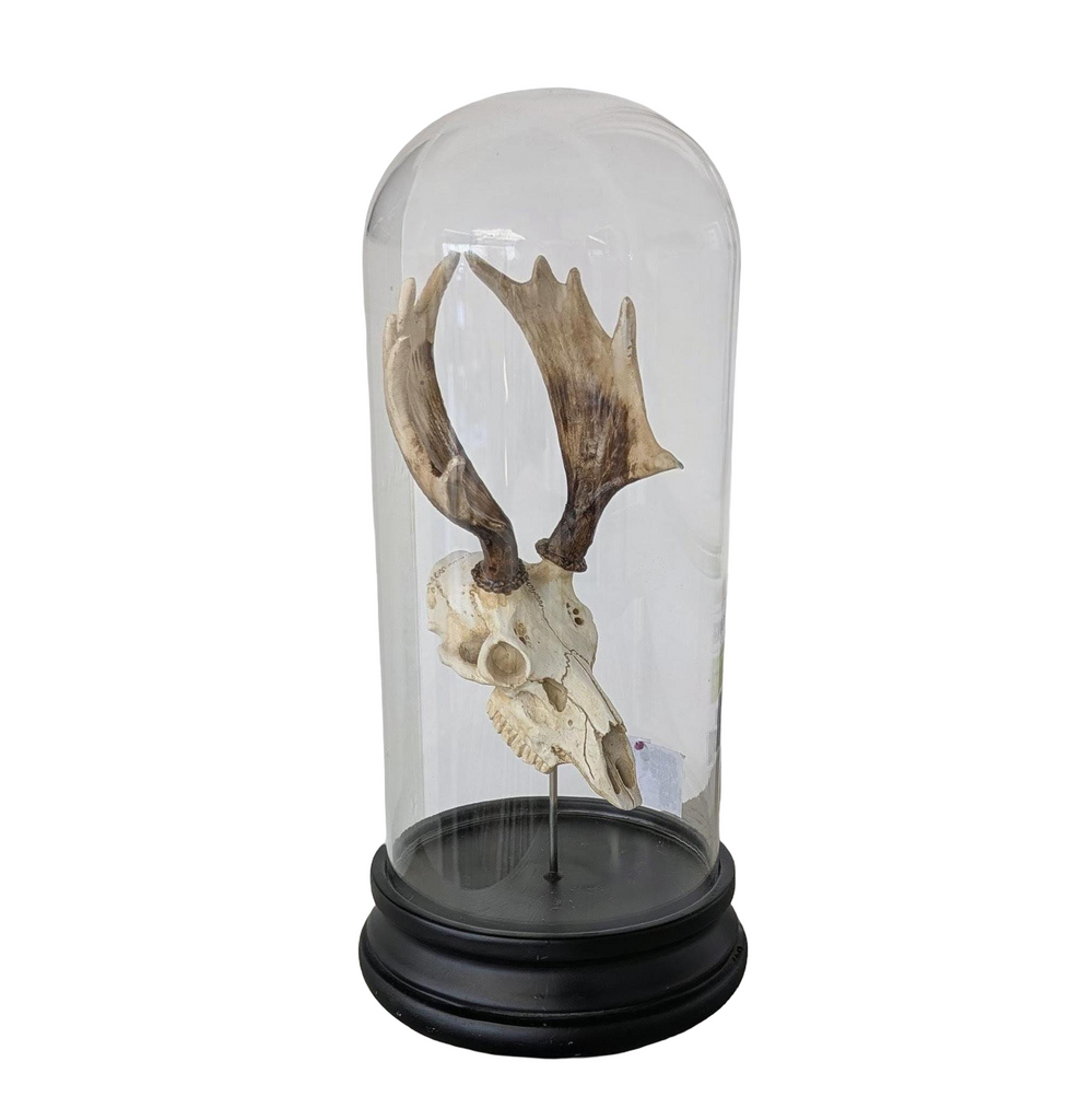 
          no blank-files/Skull_Cloche_Silo.png