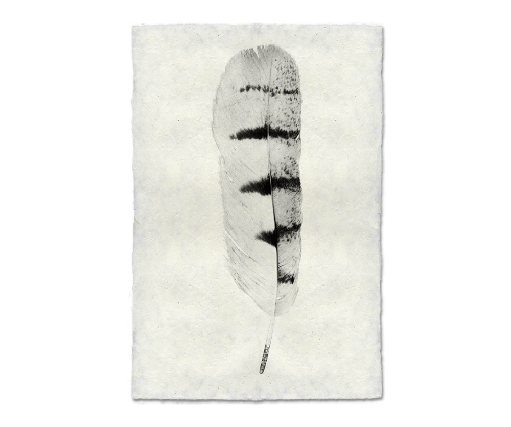 Nepalese Feather - Artwork